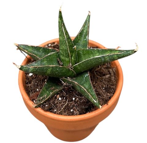 Sansevieria 'Prabu'