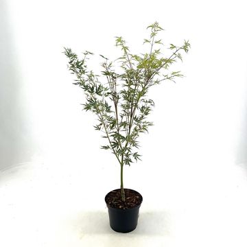Acer palmatum 'Kagiri-nishiki'