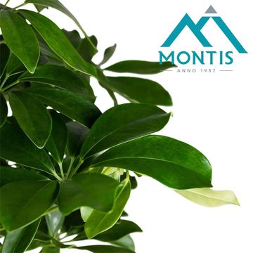 Schefflera arboricola 'Compacta'