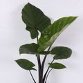 Alocasia 'Dark Star'