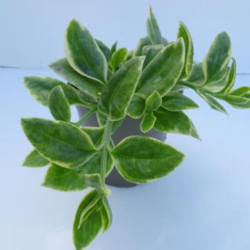 Aptenia cordifolia