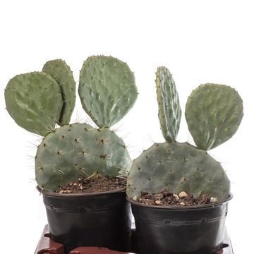 Opuntia robusta