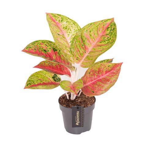 Aglaonema 'Grand Poppy'