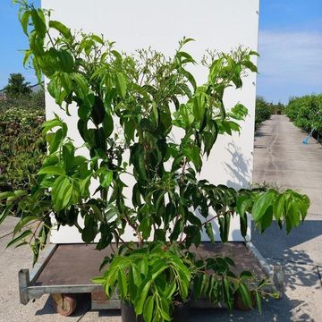 Heptacodium miconioides