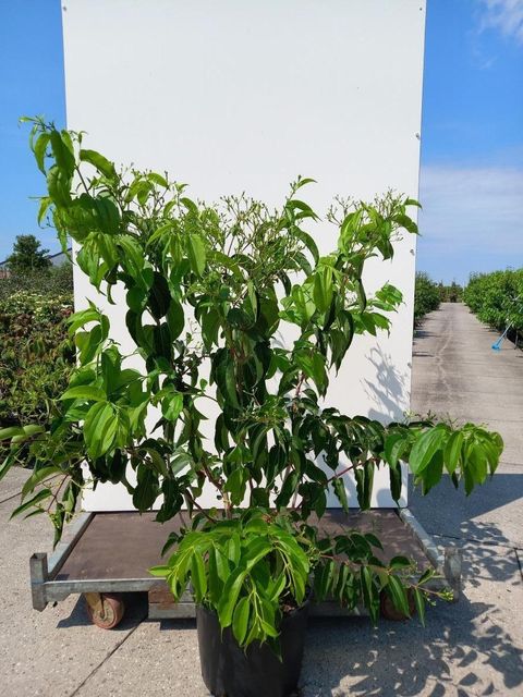Heptacodium miconioides
