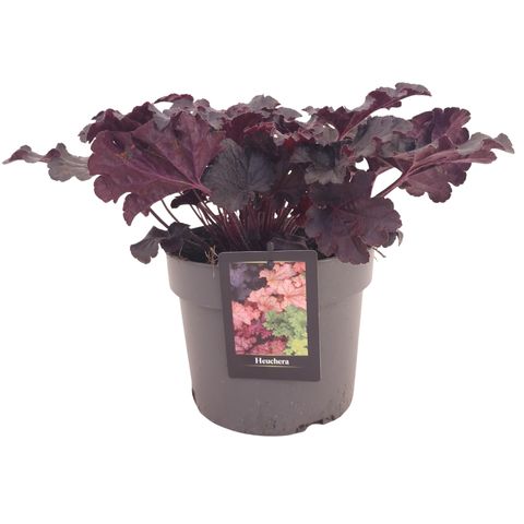 Heuchera WORLD CAFFÉ CORRETTO