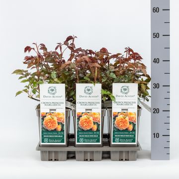 Rosa CROWN PRINCESS MARGARETA