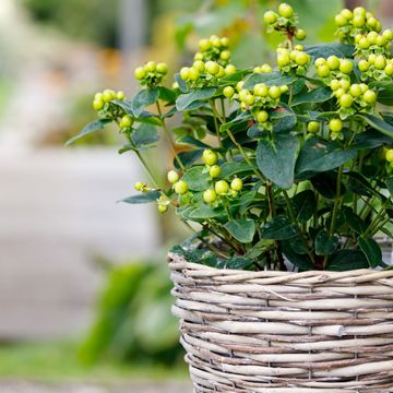 Hypericum MIRACLE PISTACHE