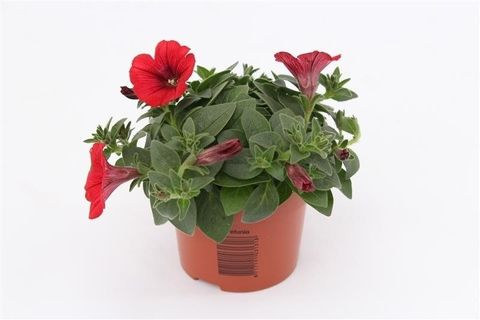 Petunia FAMOUS RED
