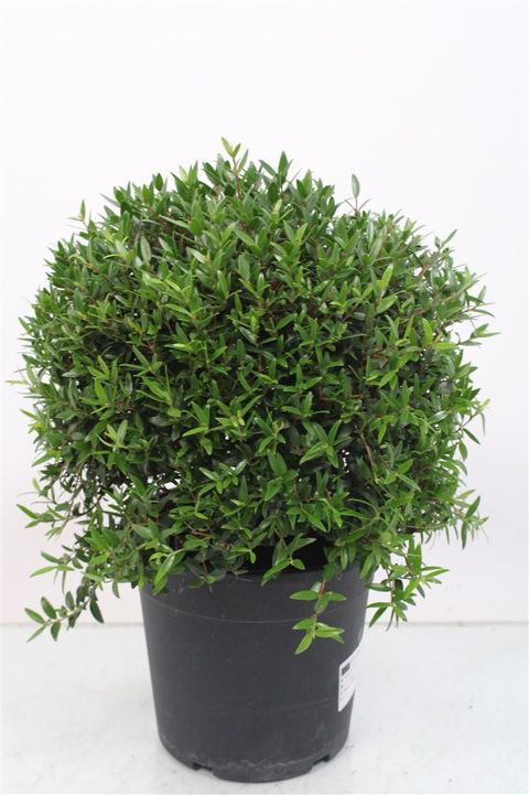 Myrtus communis