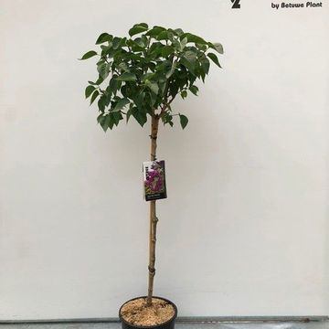 Syringa vulgaris 'Mme Lemoine'