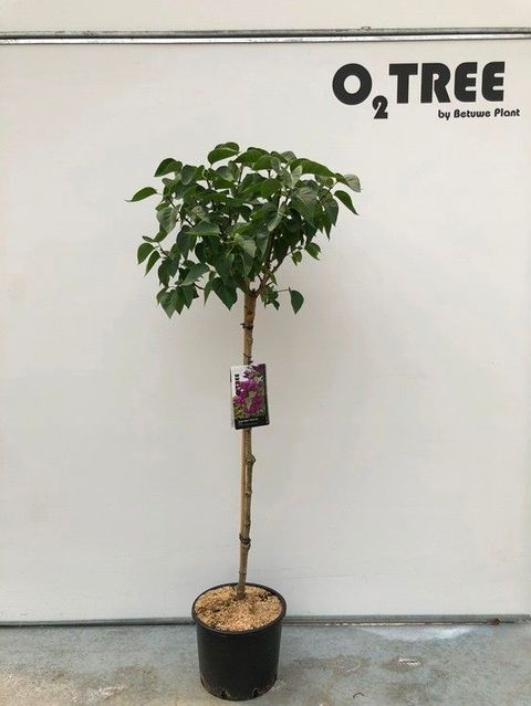 Syringa vulgaris 'Mme Lemoine'