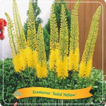 Eremurus 'Solid Yellow'