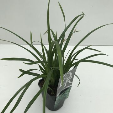 Carex morrowii 'Irish Green'