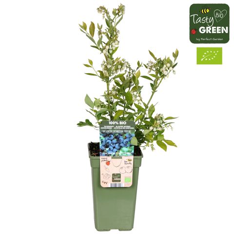 Vaccinium corymbosum 'Poppins'