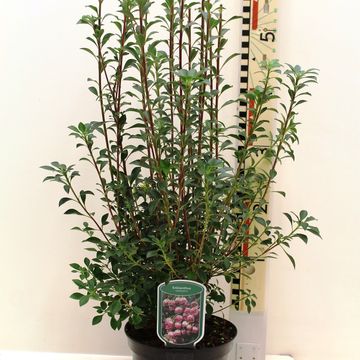 Enkianthus campanulatus