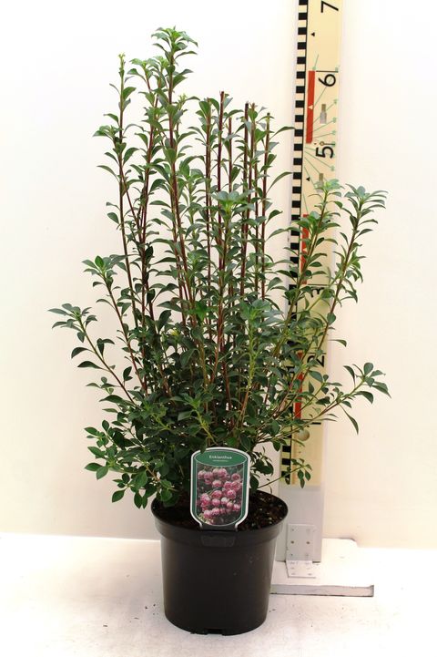 Enkianthus campanulatus