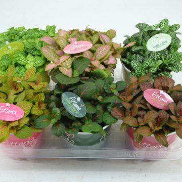 Fittonia MIX