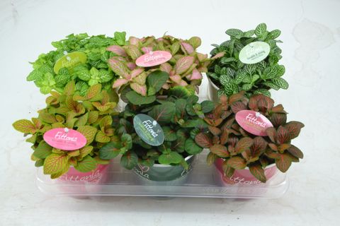 Fittonia MIX