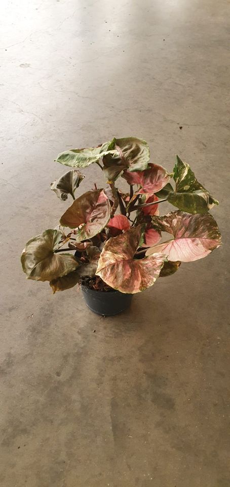 Syngonium 'Strawberry Ice'