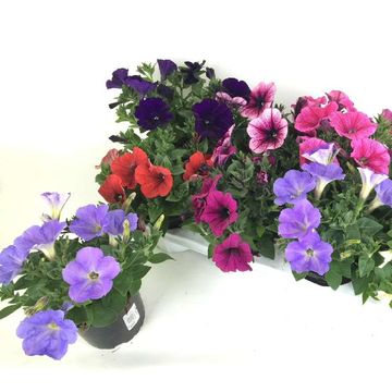 Petunia SWEETUNIA MIX
