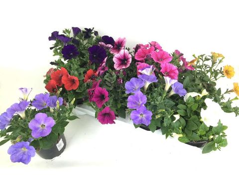 Petunia SWEETUNIA MIX