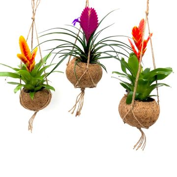 Bromelia MIX