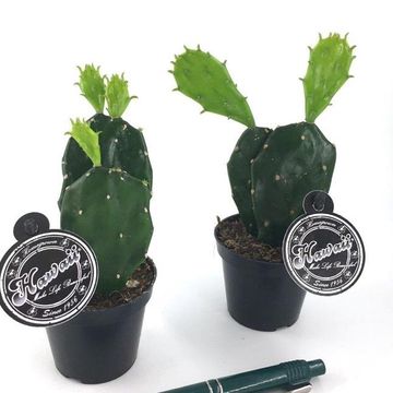 Opuntia jamaicensis