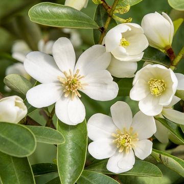 Magnolia laevifolia VANILLA PEARLS