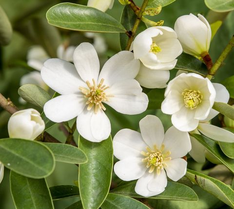 Magnolia laevifolia VANILLA PEARLS