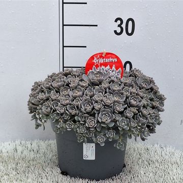 Orostachys