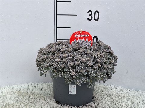Orostachys