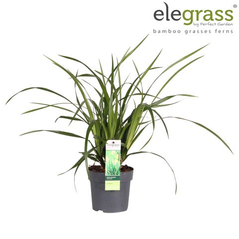 Carex morrowii 'Irish Green'