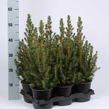 Picea glauca 'Conica'