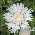 Stokesia laevis 'Alba'