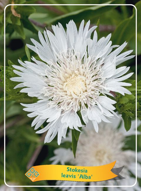 Stokesia laevis 'Alba'