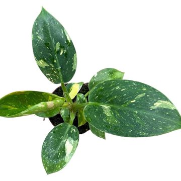 Philodendron 'Green Congo Hybrid'