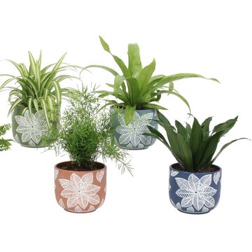 Houseplants MIX