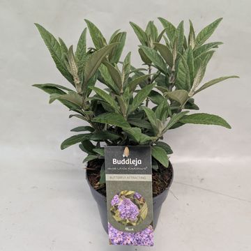 Buddleja davidii LITTLE ROCKSTARS BLUE