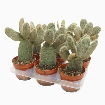Opuntia galapageia