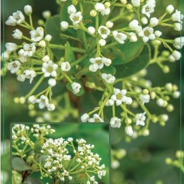 Viburnum 'Fairy Stars'