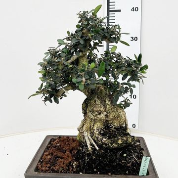 Olea europaea sylvestris