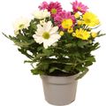 Chrysanthemum MIX IN POT