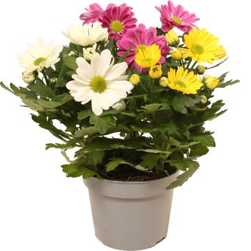 Chrysanthemum MIX IN POT