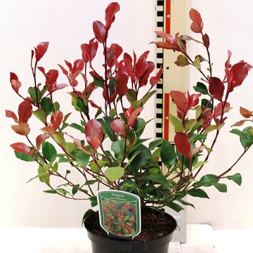 Photinia x fraseri 'Little Red Robin'