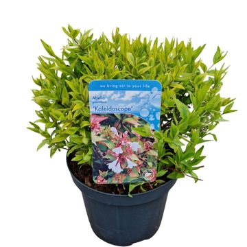 Abelia x grandiflora 'Kaleidoscope'