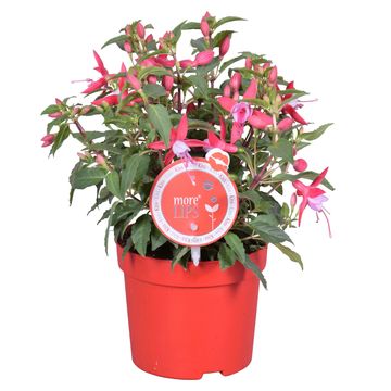 Fuchsia BELLA FUCHSIA NIKITA