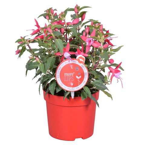 Fuchsia BELLA FUCHSIA NIKITA