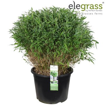 Fargesia murielae MOONTEARS