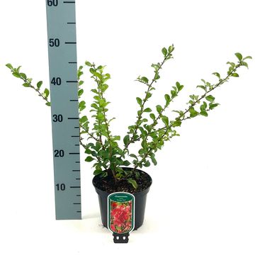 Chaenomeles x superba 'Orange Trail'